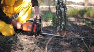 Goodland, KS Tree Removal Services Company