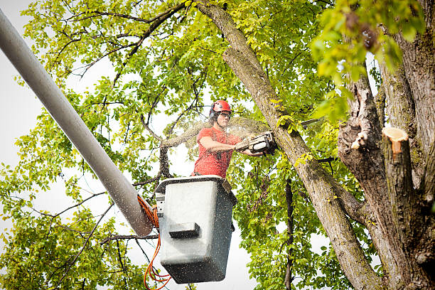 Best Leaf Removal  in Goodland, KS