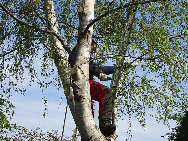 Best Tree Trimming and Pruning  in Goodland, KS